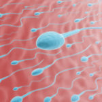 128 pays attendus à la Coupe du Monde de courses de spermatozoïdes 2026