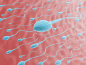 128 pays attendus à la Coupe du Monde de courses de spermatozoïdes 2026