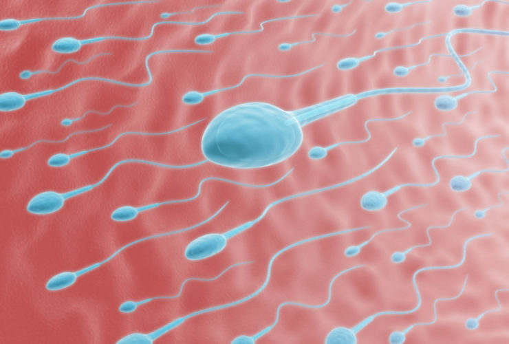 128 pays attendus à la Coupe du Monde de courses de spermatozoïdes 2026