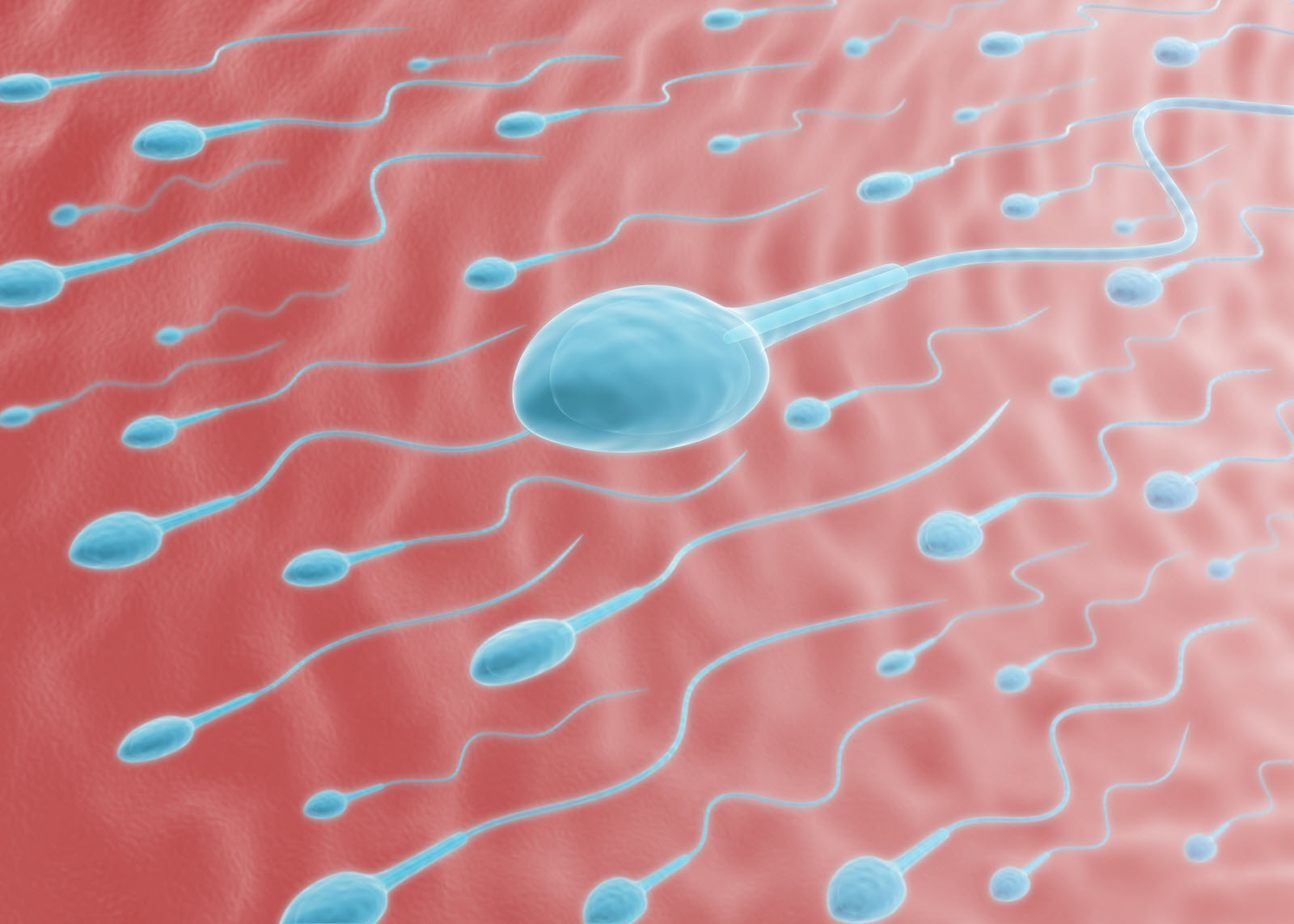 128 pays attendus à la Coupe du Monde de courses de spermatozoïdes 2026